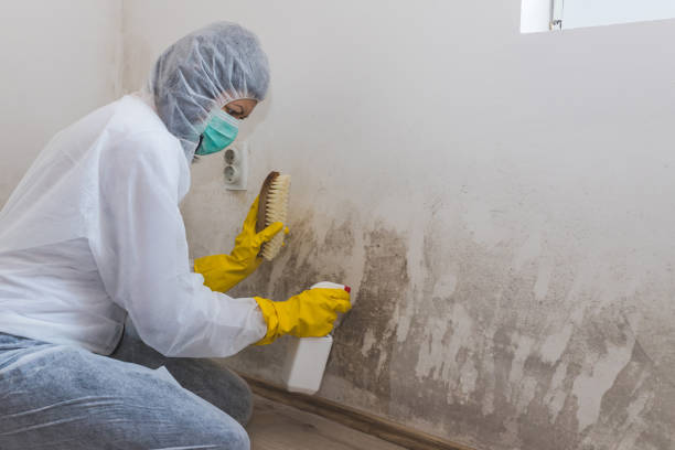 Best Asbestos and Lead Testing During Mold Inspection  in Silt, CO