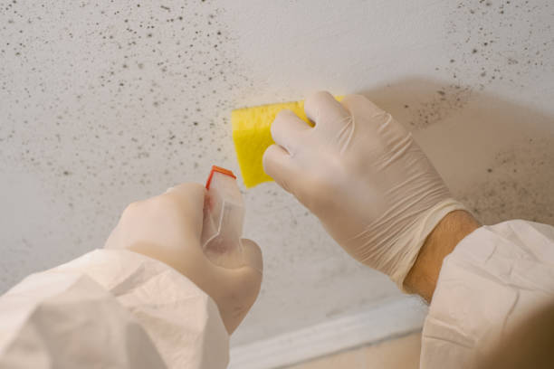 Best Environmental Consulting for Mold Prevention  in Silt, CO